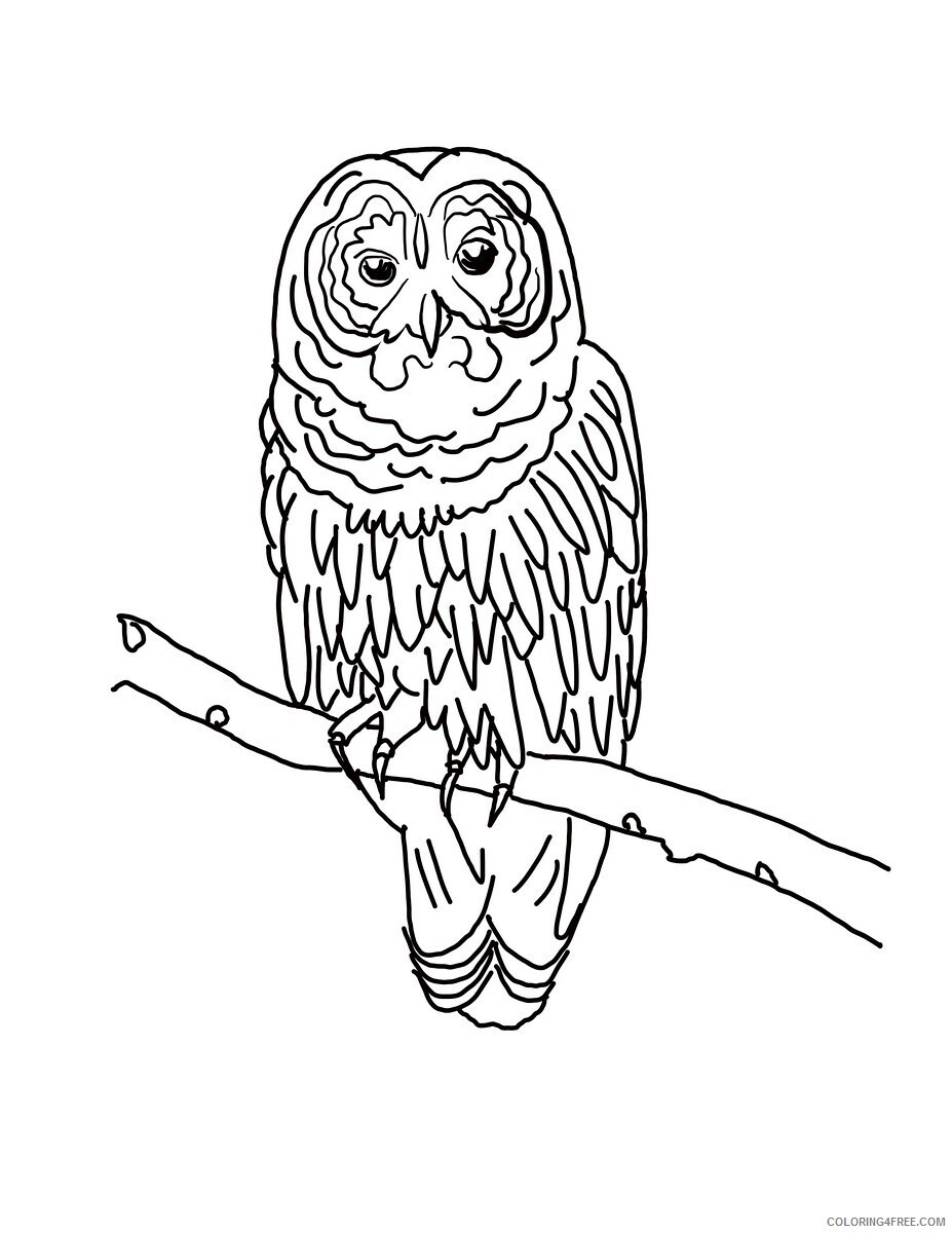 Owl Coloring Pages Animal Printable Sheets Free Owl 2021 3629 Coloring4free