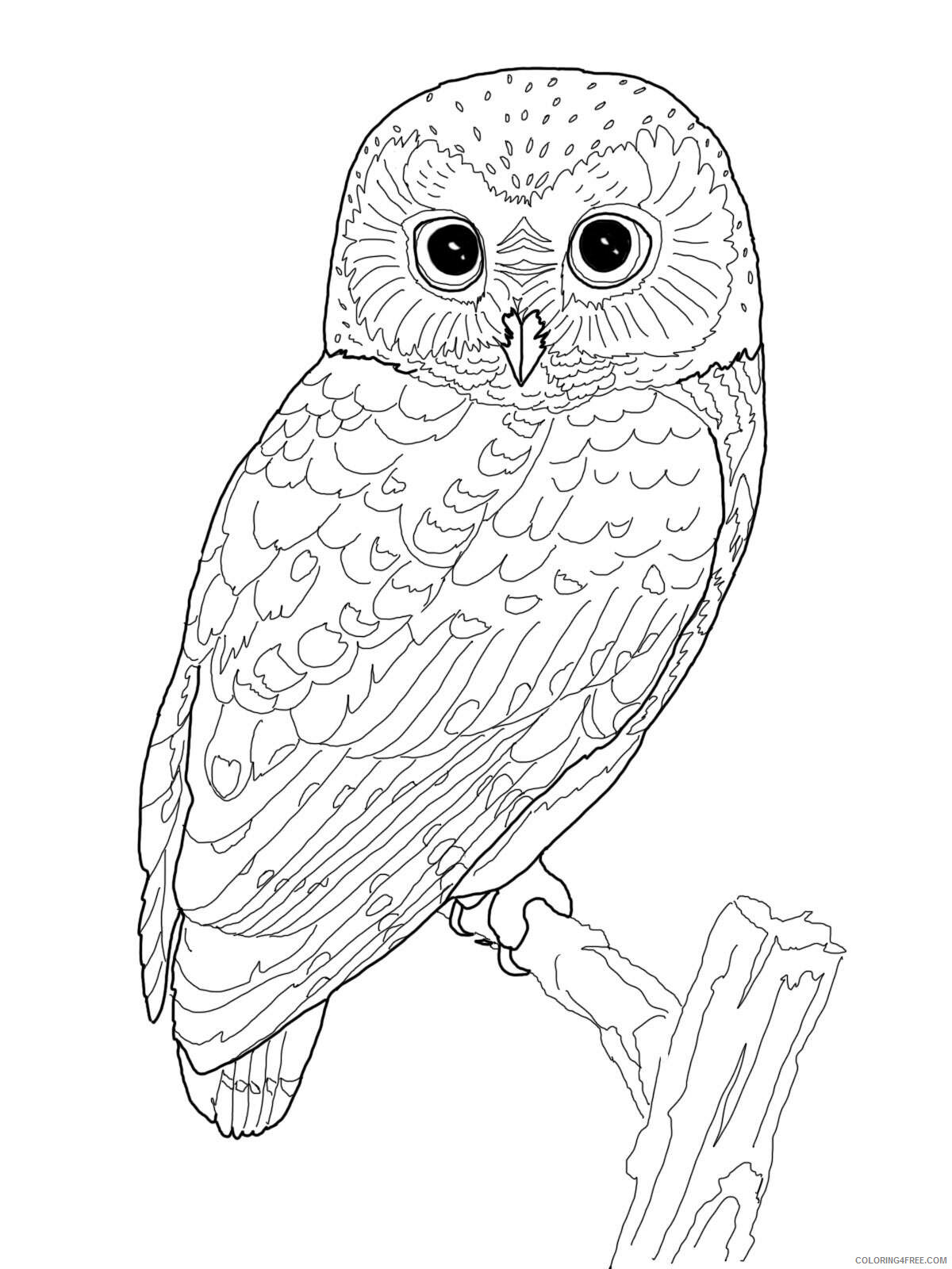 Owl Coloring Pages Animal Printable Sheets Owl 2 2021 3643 Coloring4free