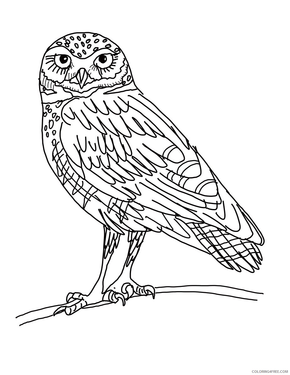 Owl Coloring Pages Animal Printable Sheets Owl 2021 3661 Coloring4free