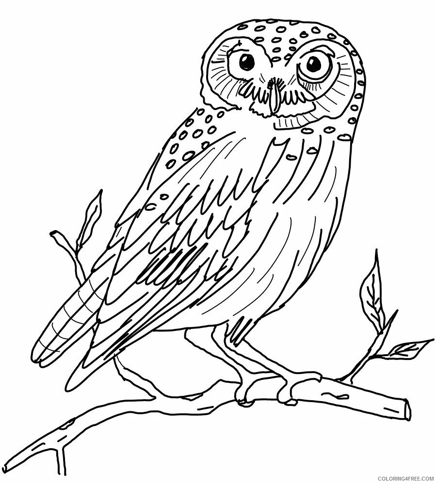 Owl Coloring Pages Animal Printable Sheets Owl For Kids 2021 3644 Coloring4free