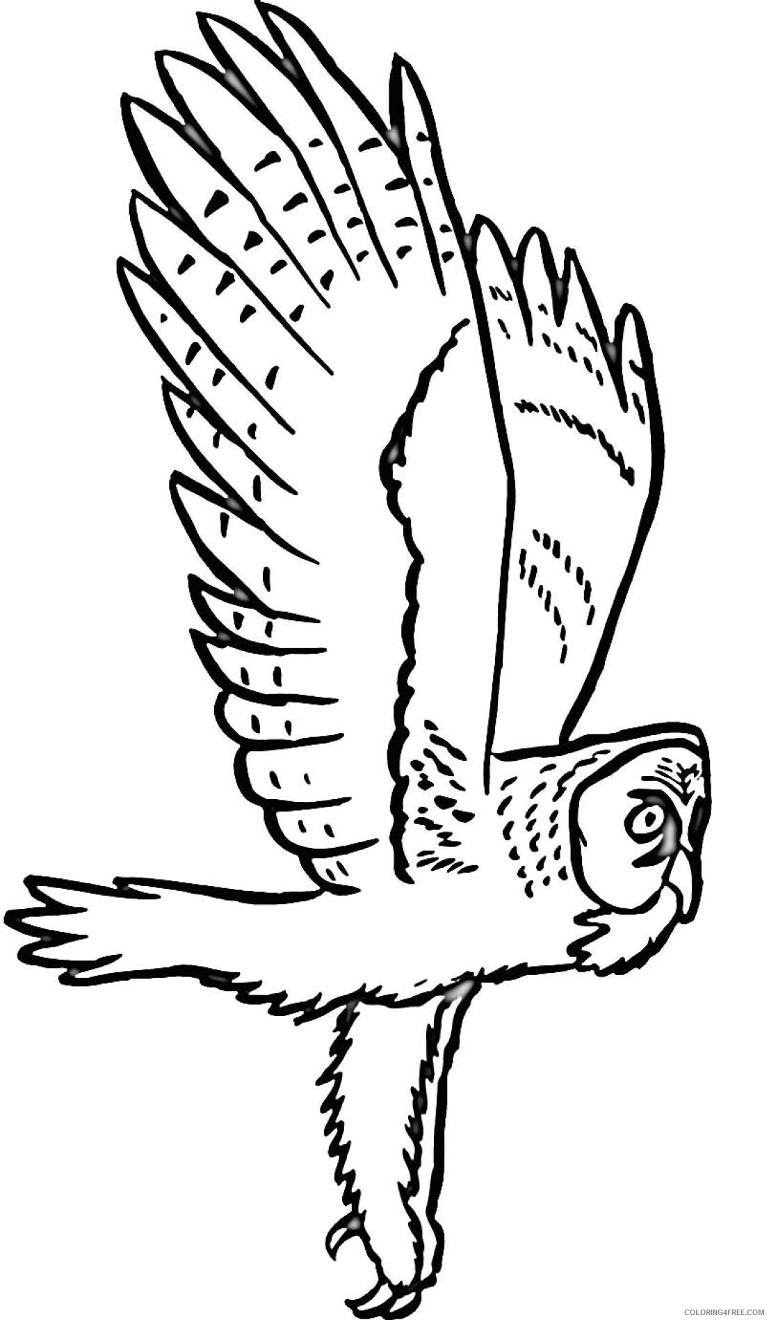 Owl Coloring Pages Animal Printable Sheets Owl Images 2021 3648 Coloring4free