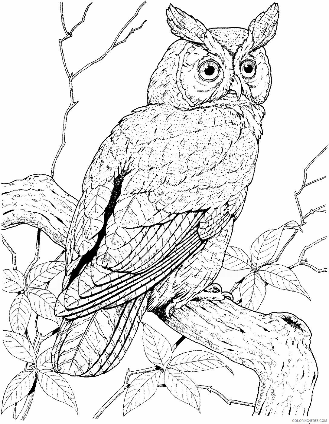 Owl Coloring Pages Animal Printable Sheets Owl_cl_07 2021 3636 Coloring4free