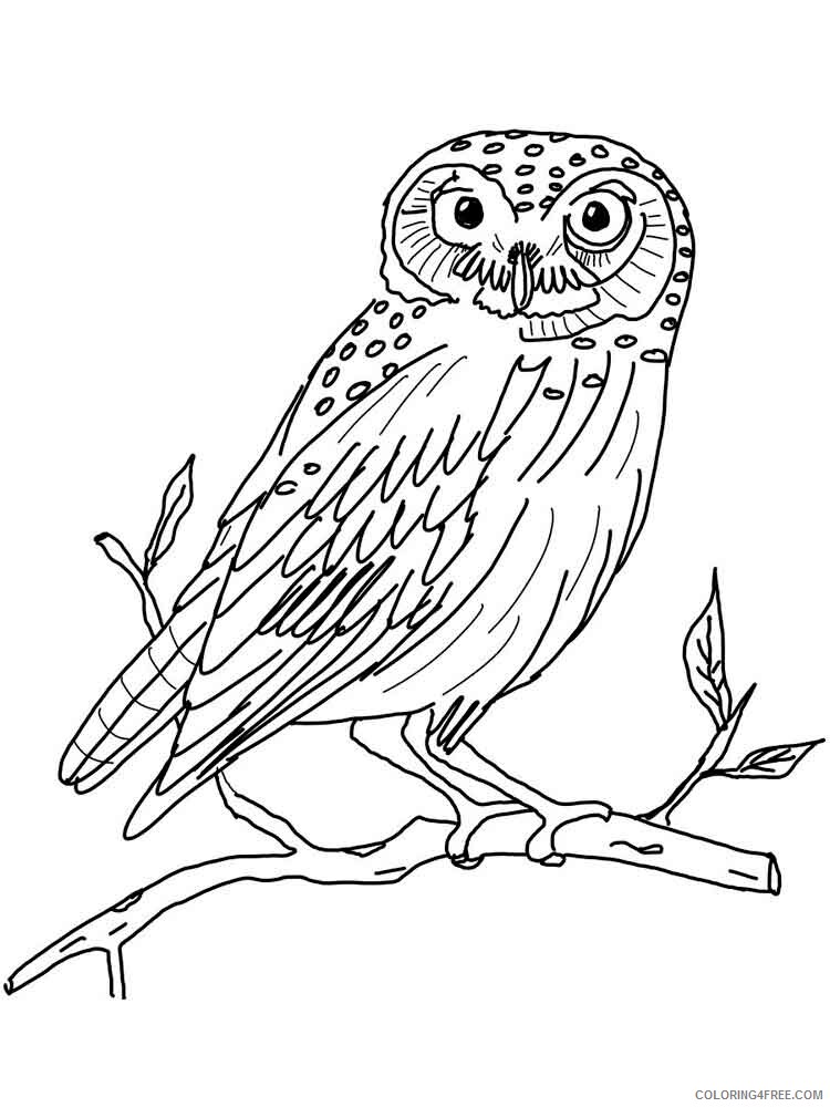 Owl Coloring Pages Animal Printable Sheets animals owl 16 2021 3610 Coloring4free