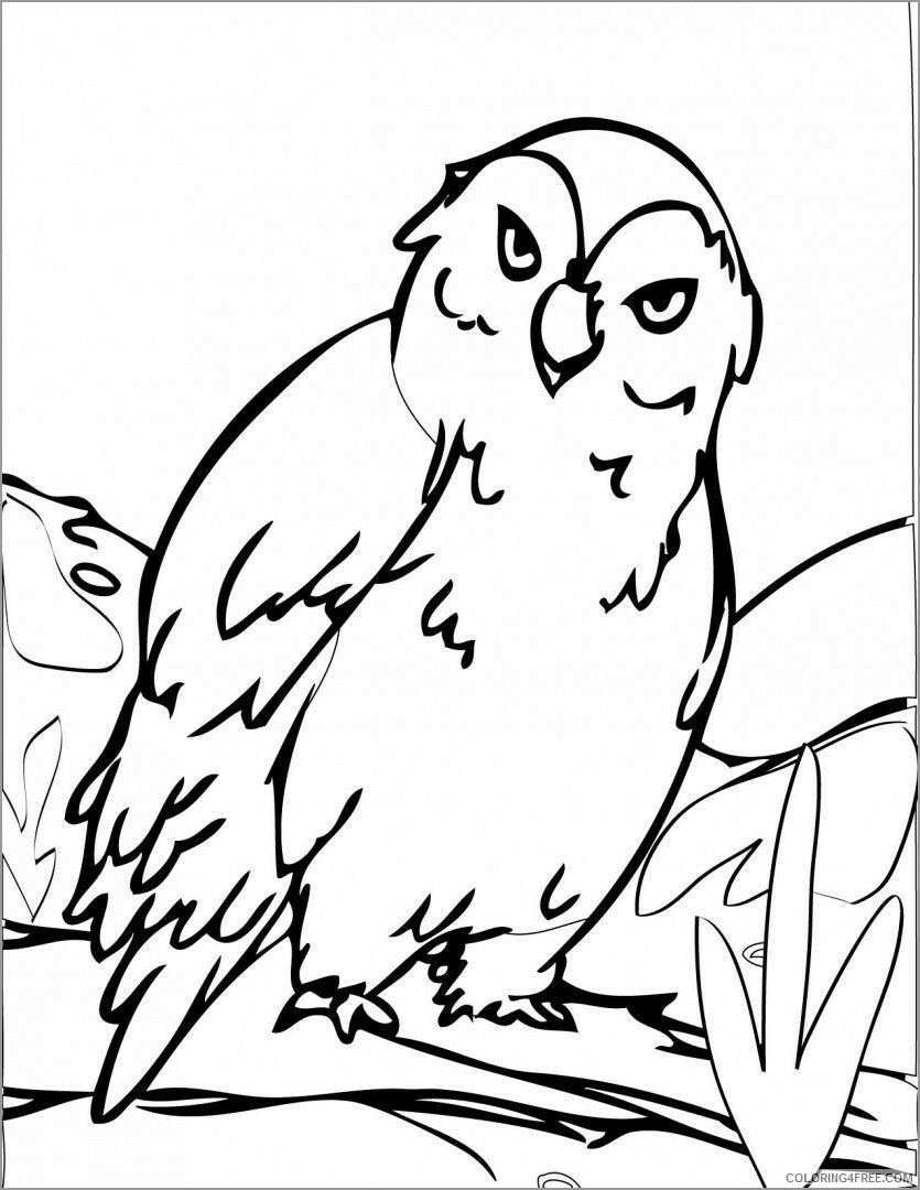 Owl Coloring Pages Animal Printable Sheets arctic owl animal 2021 3600 Coloring4free