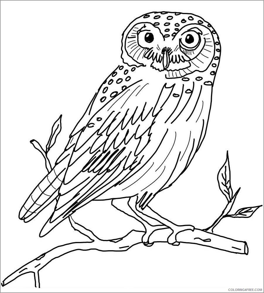 Owl Coloring Pages Animal Printable Sheets of owl 2021 3607 Coloring4free
