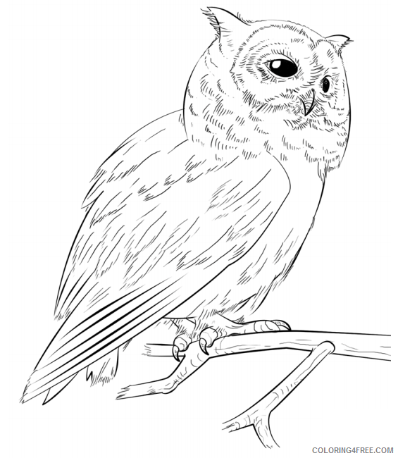 Owl Coloring Pages Animal Printable Sheets owl on branch 2021 3658 Coloring4free
