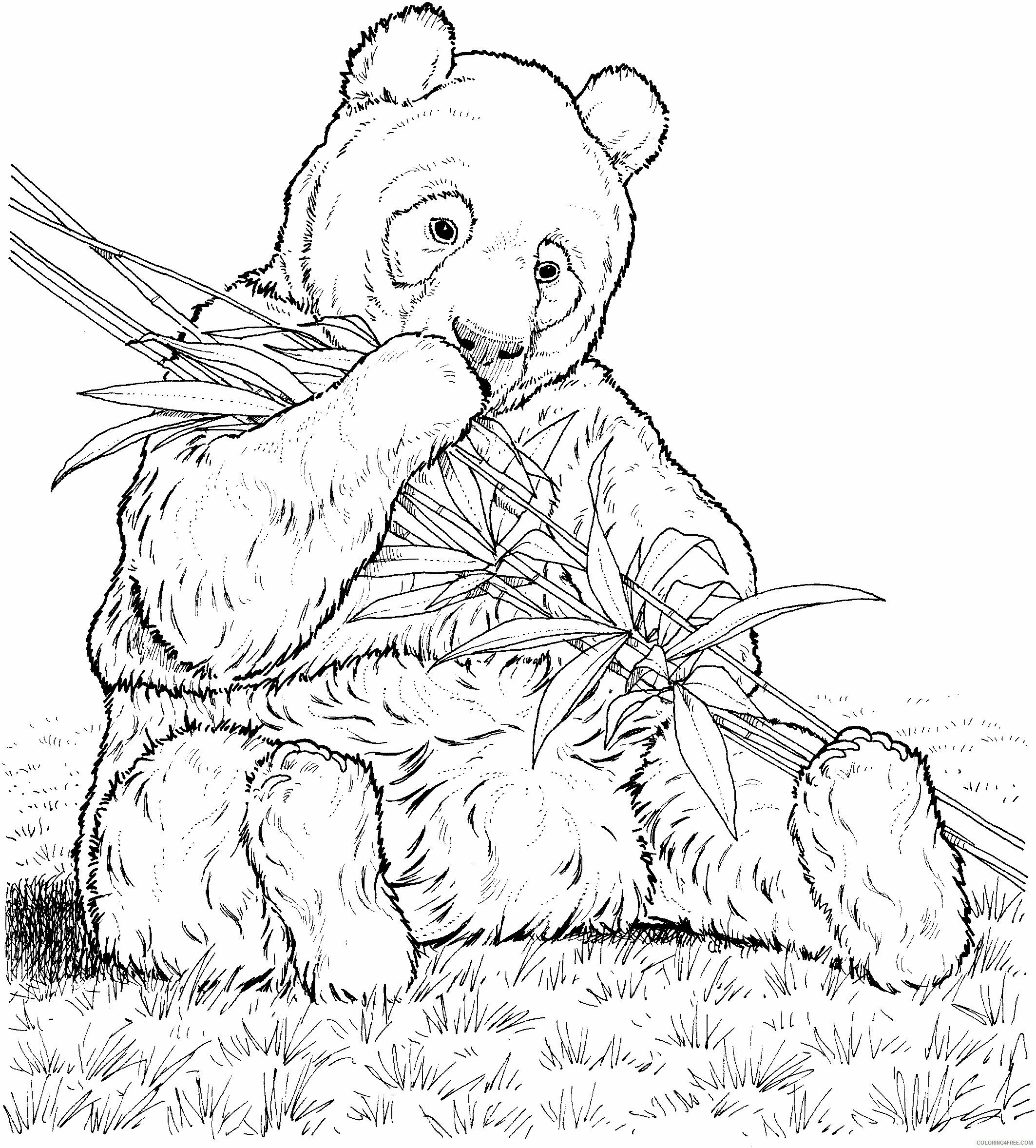 Распечатка медведя. Раскраска. Медвежонок. Медведь раскраска. Раскраска Панда. Медведь раскраска для детей.