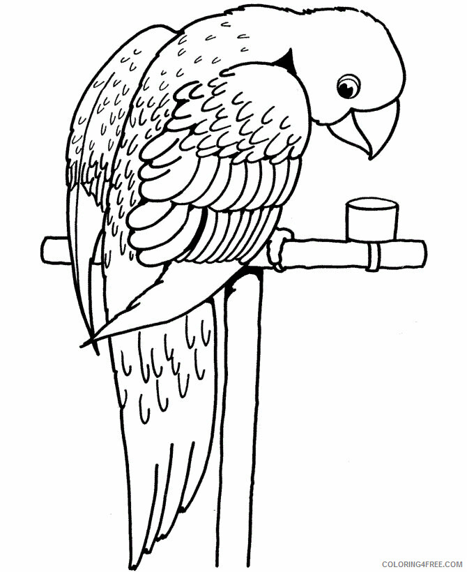 Parrot Coloring Pages Animal Printable Sheets Parrot 2021 3727 Coloring4free