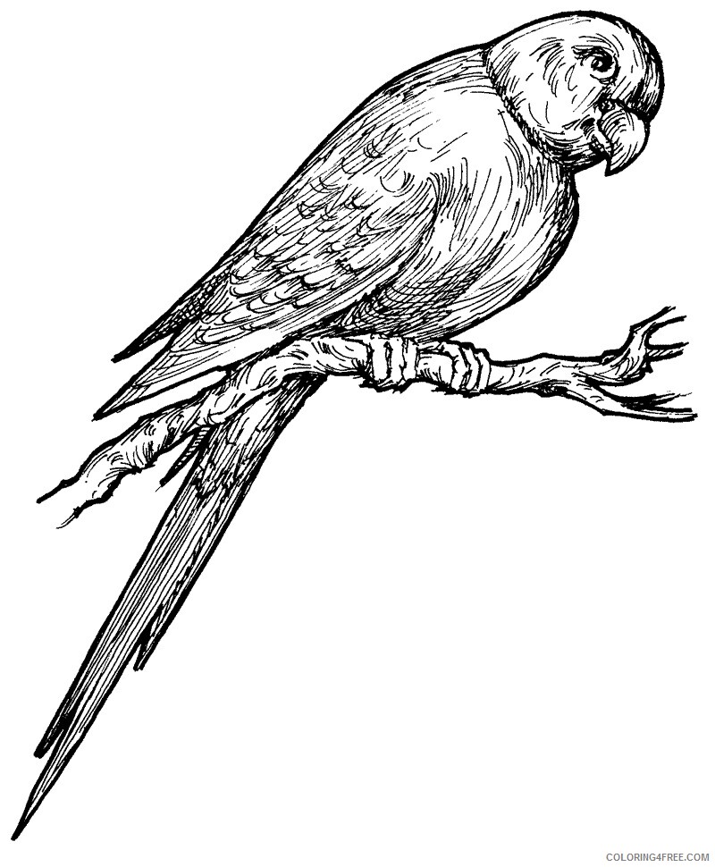 Parrot Coloring Pages Animal Printable Sheets Parrot Images 2021 3730 Coloring4free