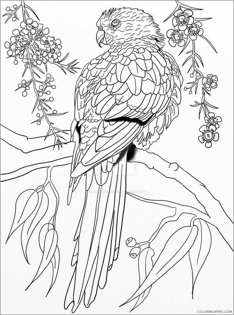 Parrot Coloring Pages Animal Printable Sheets australian parrot 2021 3711 Coloring4free