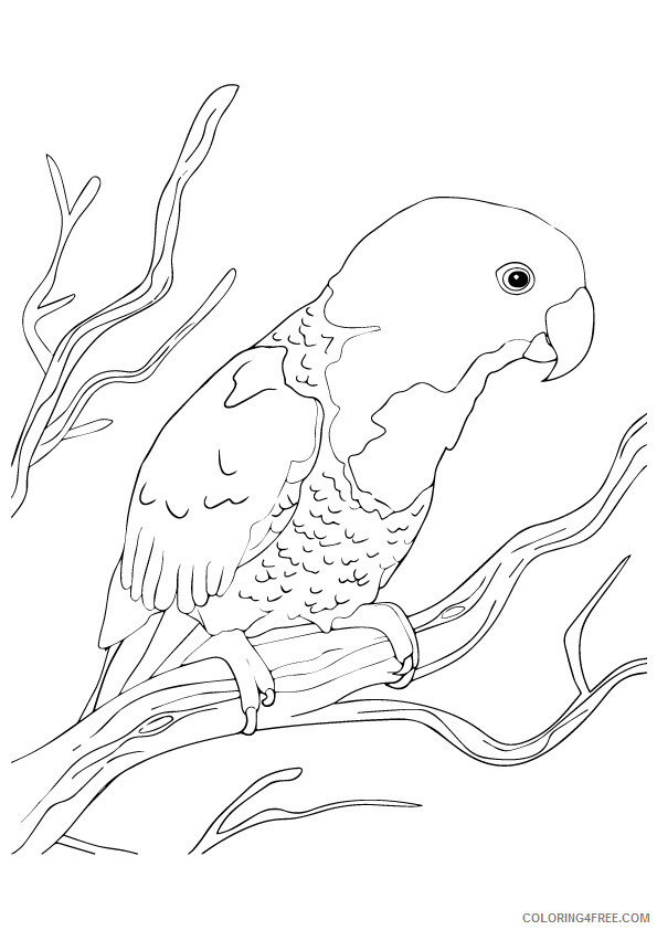 Parrot Coloring Pages Animal Printable Sheets blue naped parrot 2021 3712 Coloring4free
