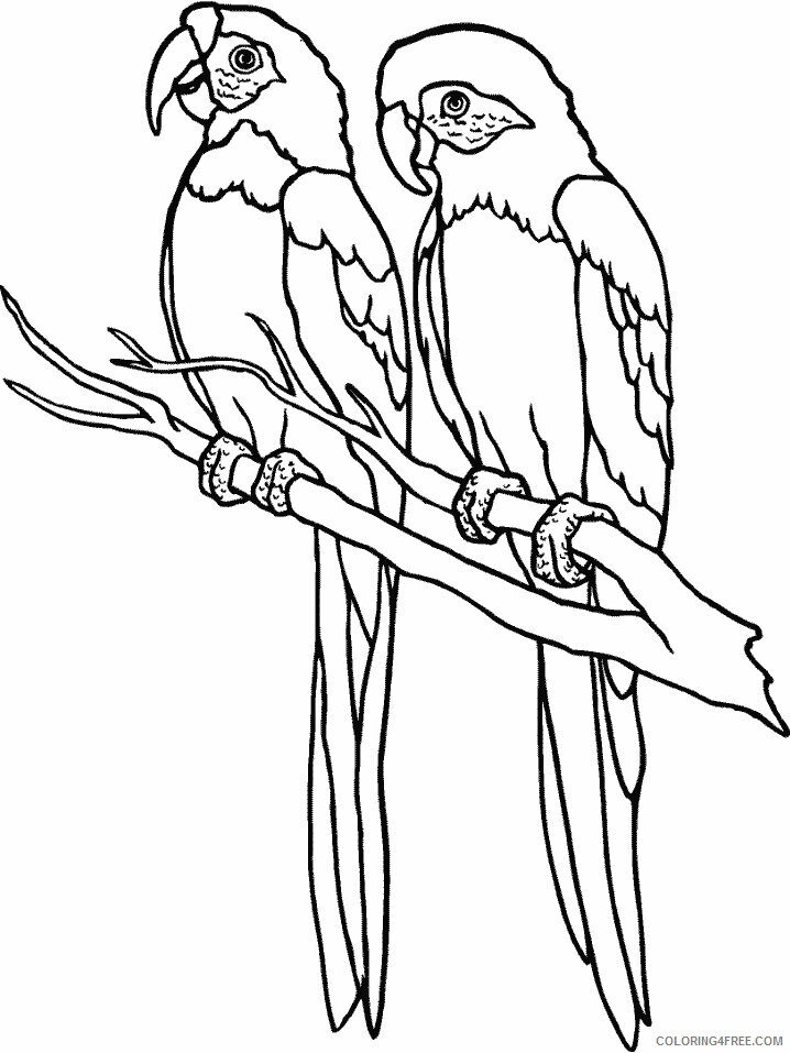 Parrot Coloring Pages Animal Printable Sheets parrot3 2021 3725 Coloring4free