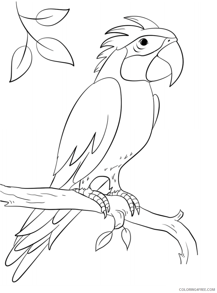 Parrot Coloring Pages Animal Printable Sheets sisserou parrot on branch 2021 3739 Coloring4free