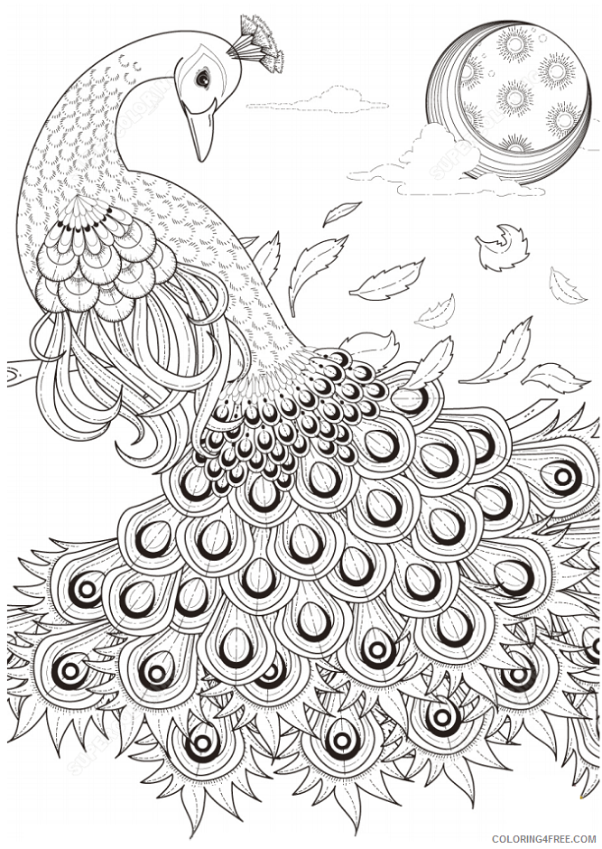 Peacock Coloring Pages Animal Printable Sheets 1560414639_peacock a4 2021 3743 Coloring4free
