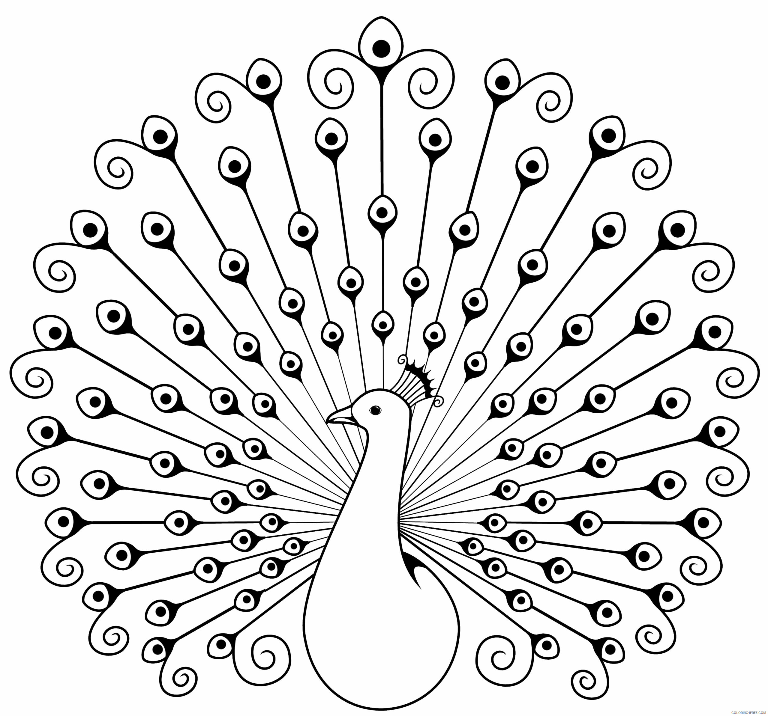 Peacock Coloring Pages Animal Printable Sheets Peacock 2021 3776 Coloring4free