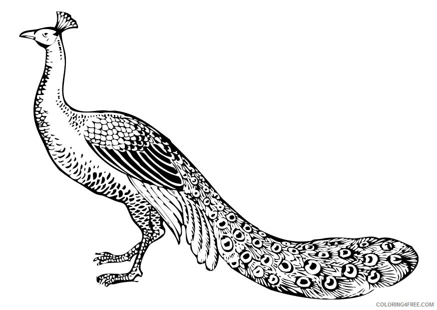 Peacock Coloring Pages Animal Printable Sheets Peacock For Kids 2021 3771 Coloring4free