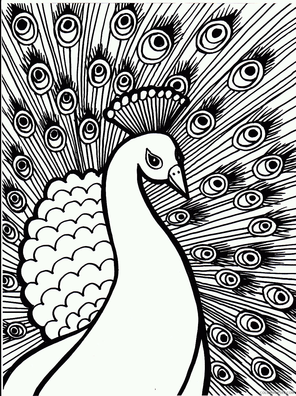 Peacock Coloring Pages Animal Printable Sheets Peacock Images 2021 3774 Coloring4free