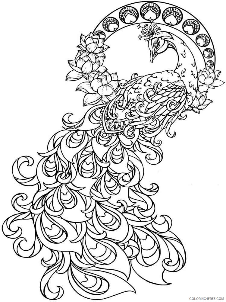 Peacock Coloring Pages Animal Printable Sheets animals peacock 12 2021 3751 Coloring4free