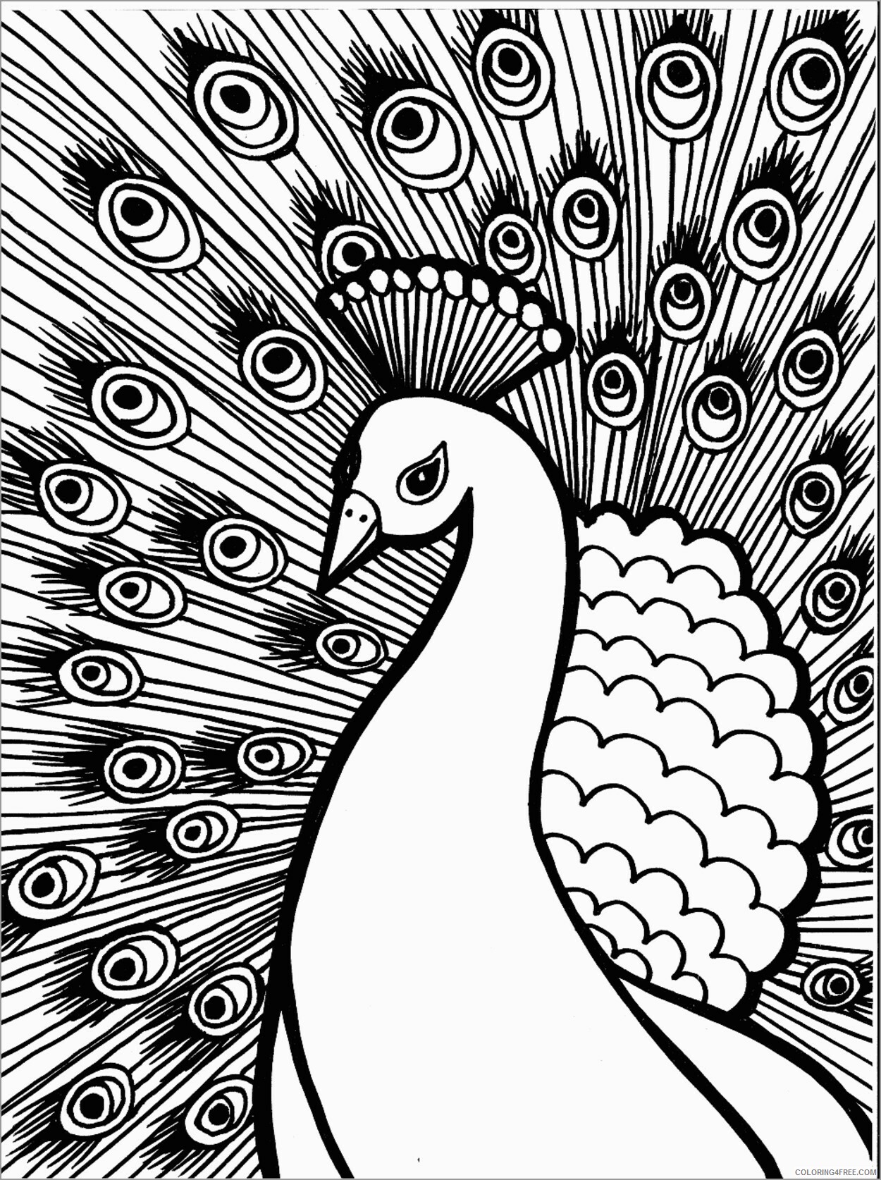 Peacock Coloring Pages Animal Printable Sheets peacock to print 2021 3777 Coloring4free