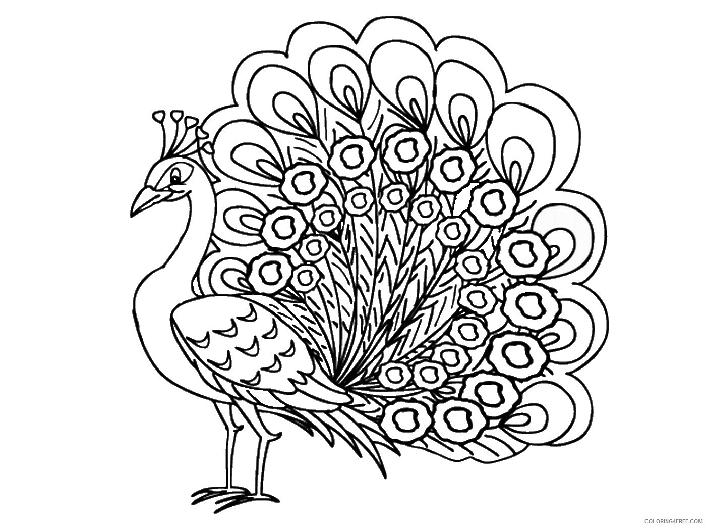 Peacock Coloring Pages Animal Printable Sheets peacock_cl_10 2021 3763 Coloring4free