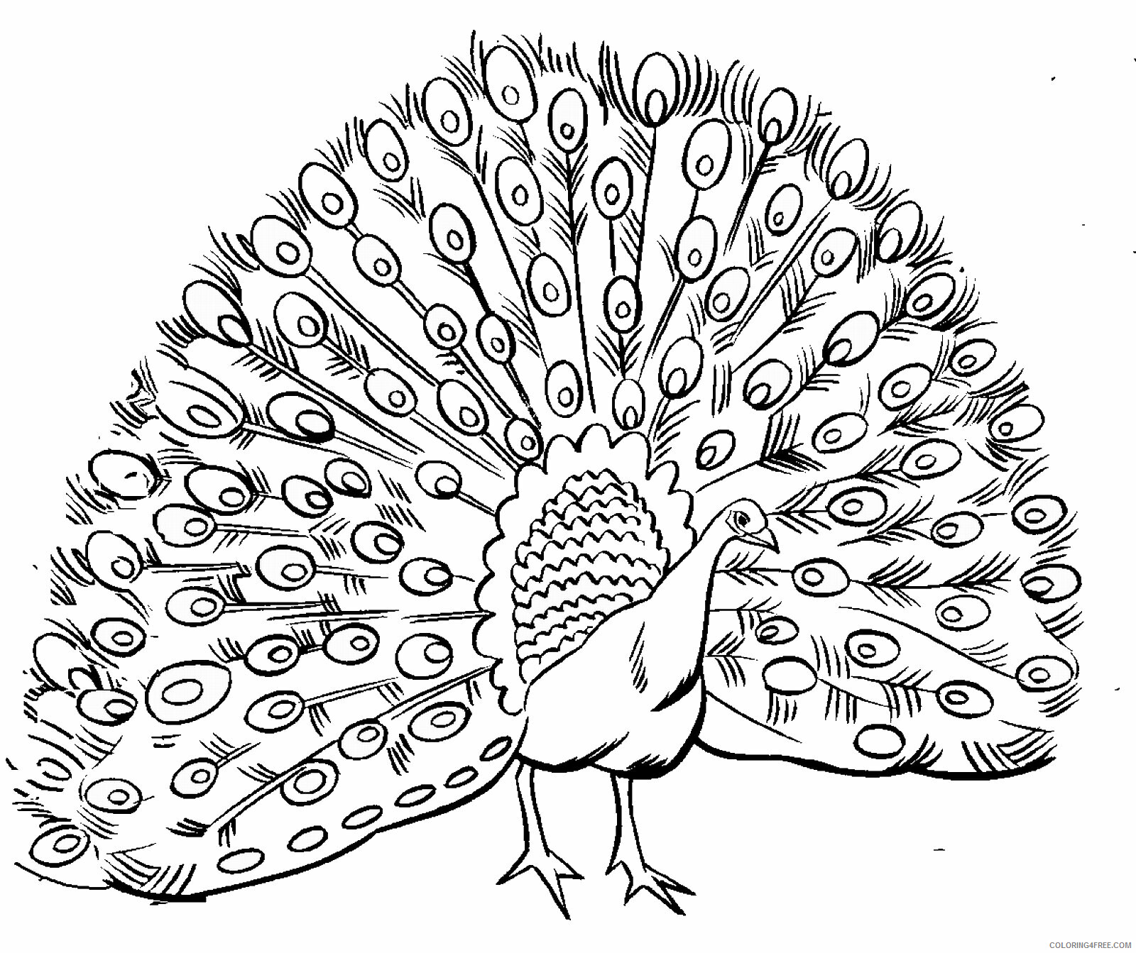 Peacock Coloring Pages Animal Printable Sheets peacock_cl_12 2021 3764 Coloring4free