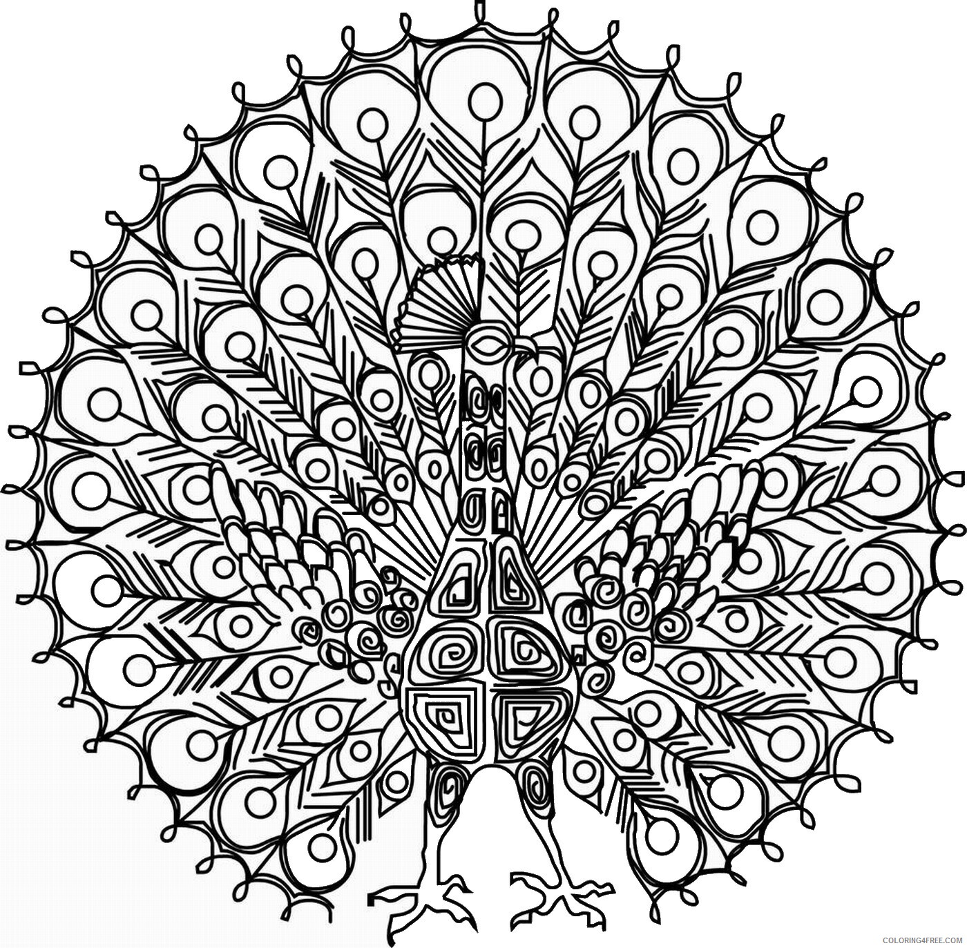 Peacock Coloring Pages Animal Printable Sheets peacock_cl_15 2021 3766 Coloring4free