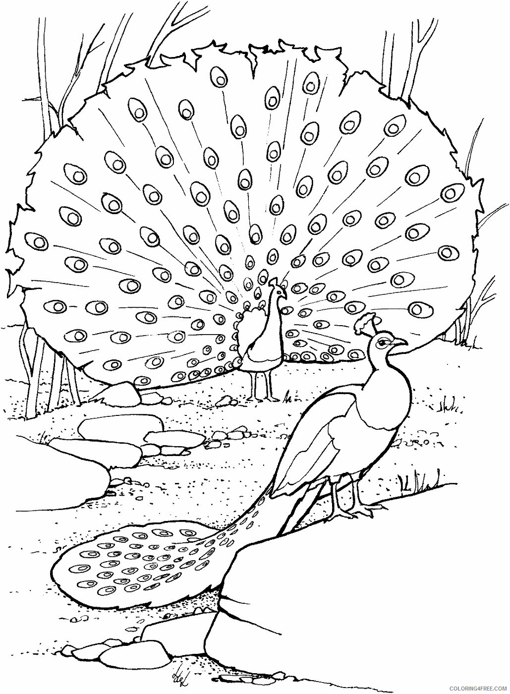 Peacock Coloring Pages Animal Printable Sheets peacock_cl_9 2021 3768 Coloring4free