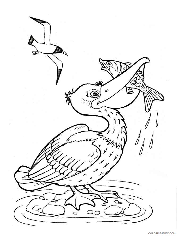 Pelicans Coloring Pages Animal Printable Sheets Pelicans birds 15 2021 3799 Coloring4free