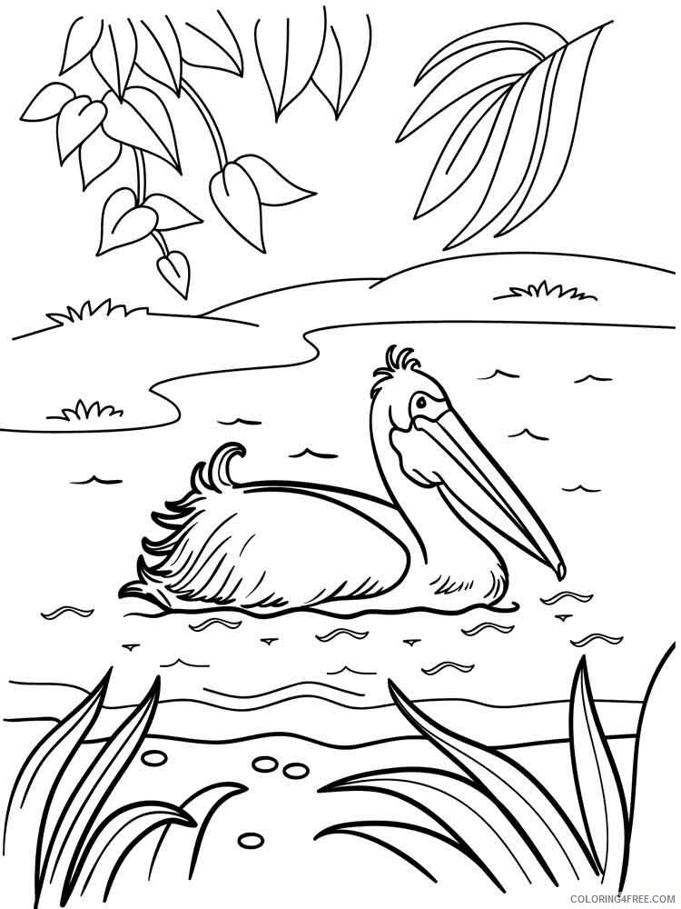 Pelicans Coloring Pages Animal Printable Sheets Pelicans birds 16 2021 3800 Coloring4free