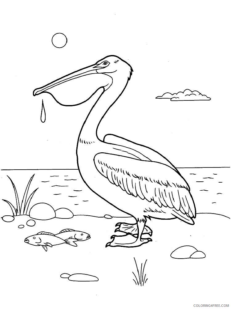 Pelicans Coloring Pages Animal Printable Sheets Pelicans birds 4 2021 3801 Coloring4free