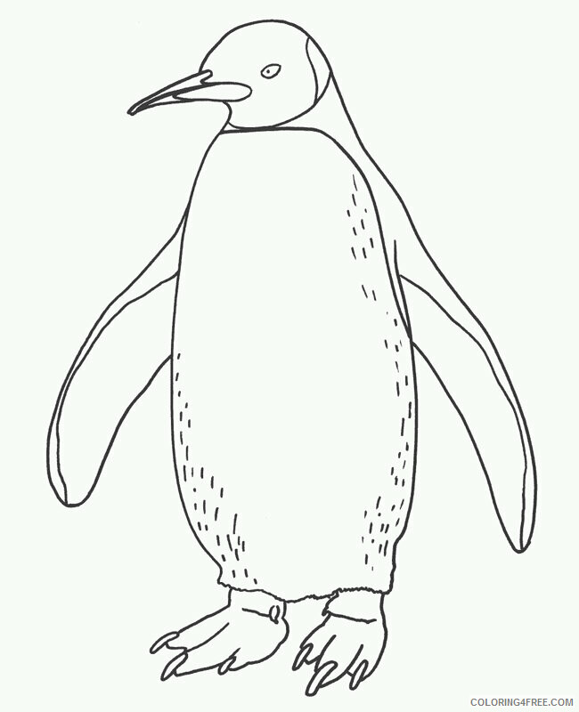 Penguin Animal Coloring Pages Printable 2021 3243 Coloring4free