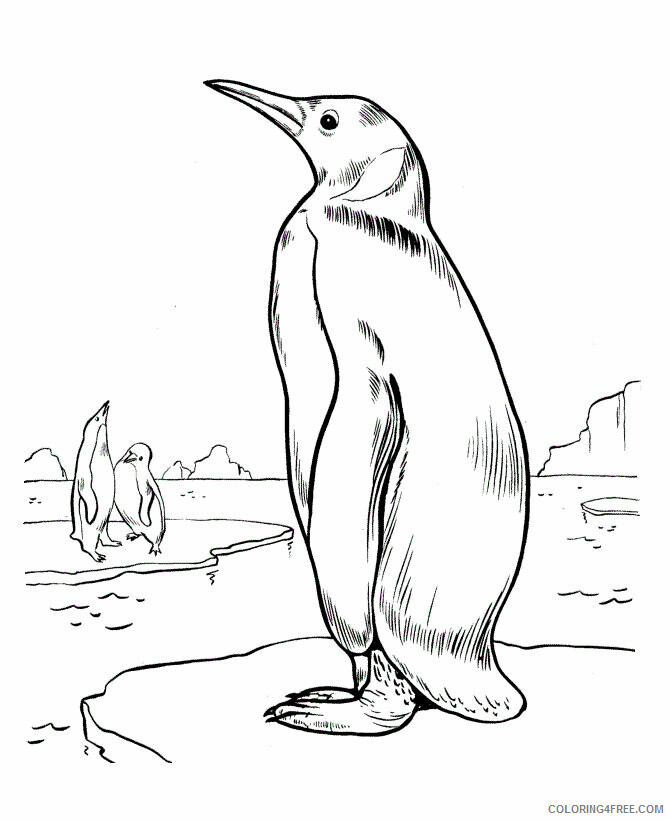 Penguins Coloring Pages Animal Printable Sheets Penguins 2021 3833 Coloring4free