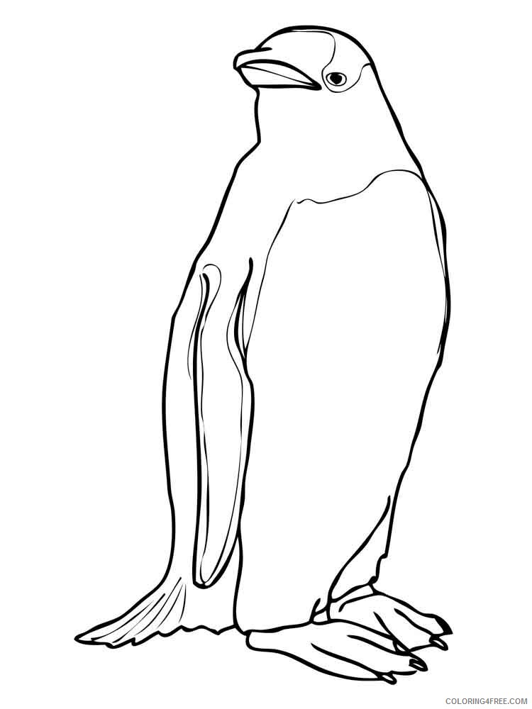 Penguins Coloring Pages Animal Printable Sheets Penguins birds 10 2021 3827 Coloring4free