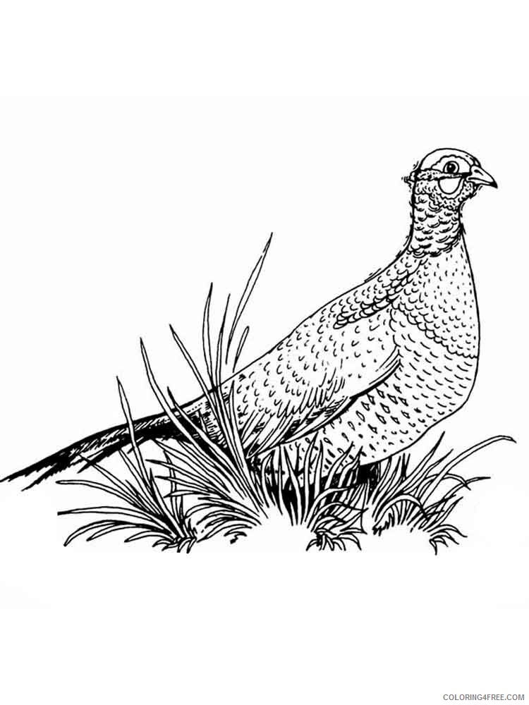 Pheasants Coloring Pages Animal Printable Sheets Pheasants birds 12 2021 3839 Coloring4free