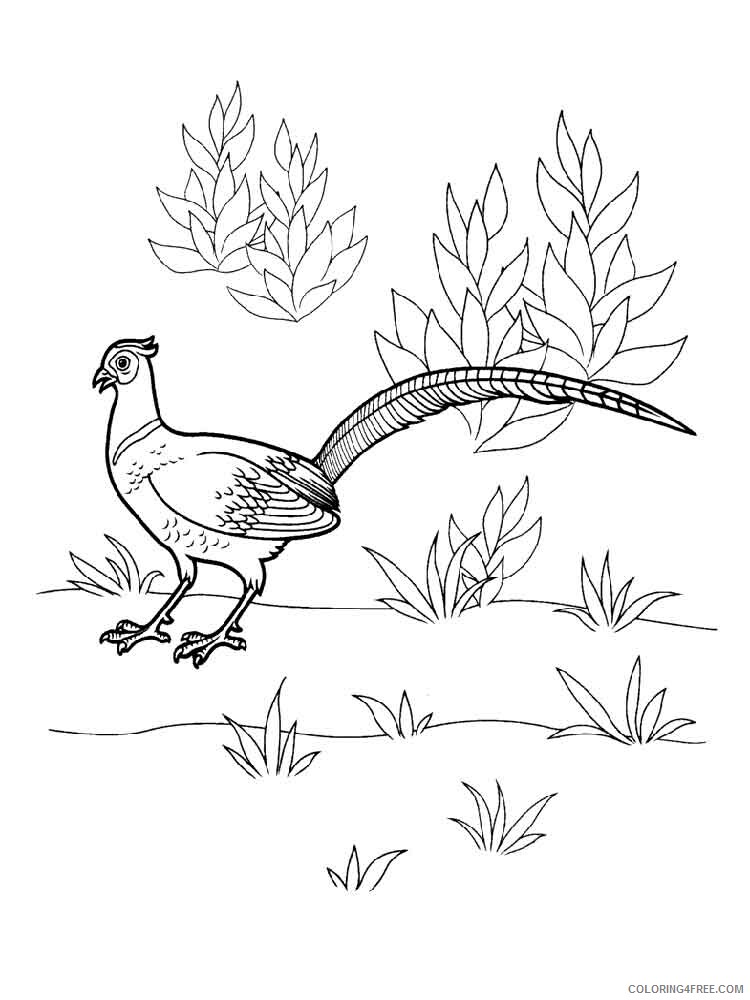 Pheasants Coloring Pages Animal Printable Sheets Pheasants birds 4 2021 3840 Coloring4free