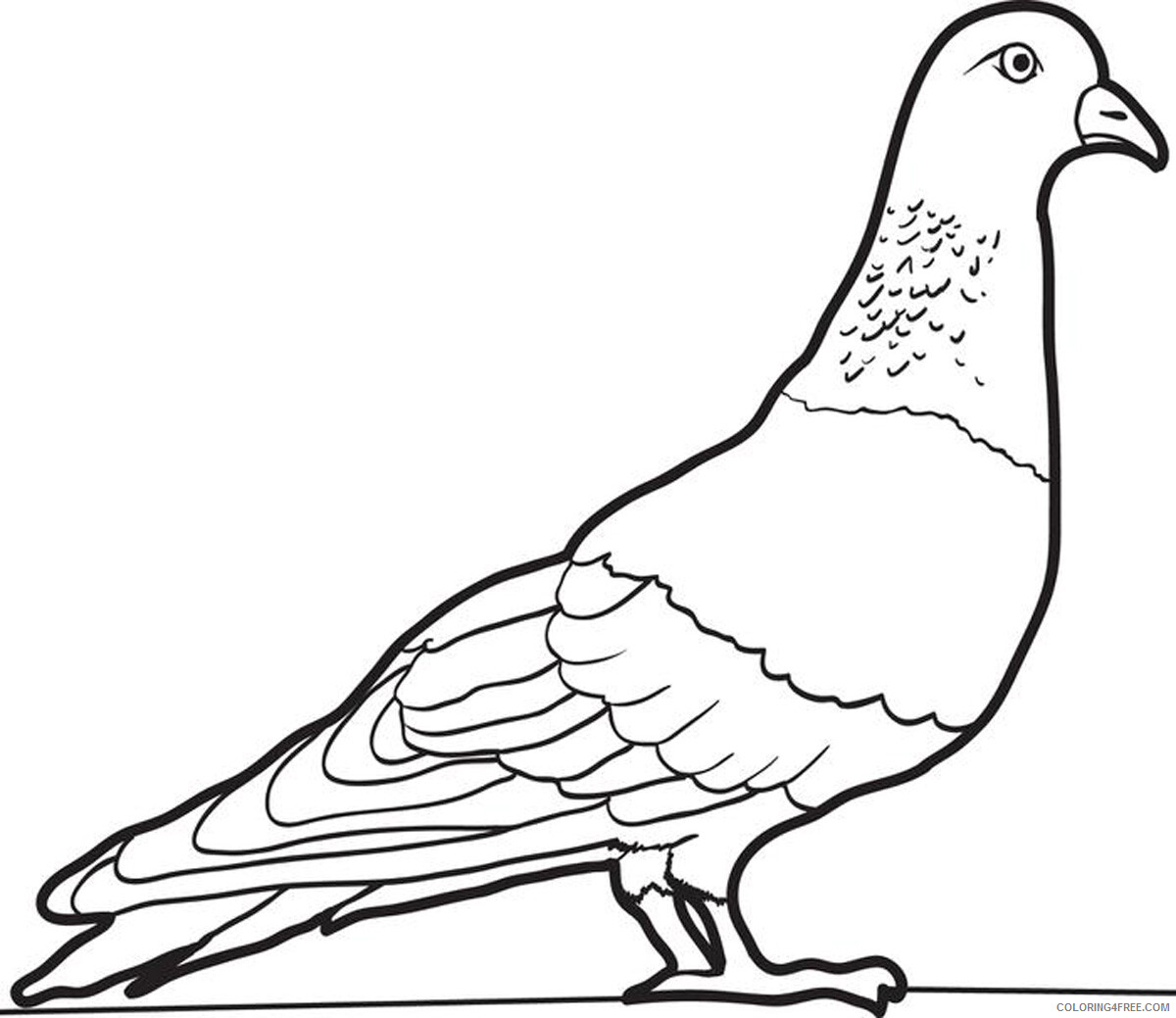 Pigeon Coloring Pages Animal Printable Sheets Pigeon 2021 3936 Coloring4free