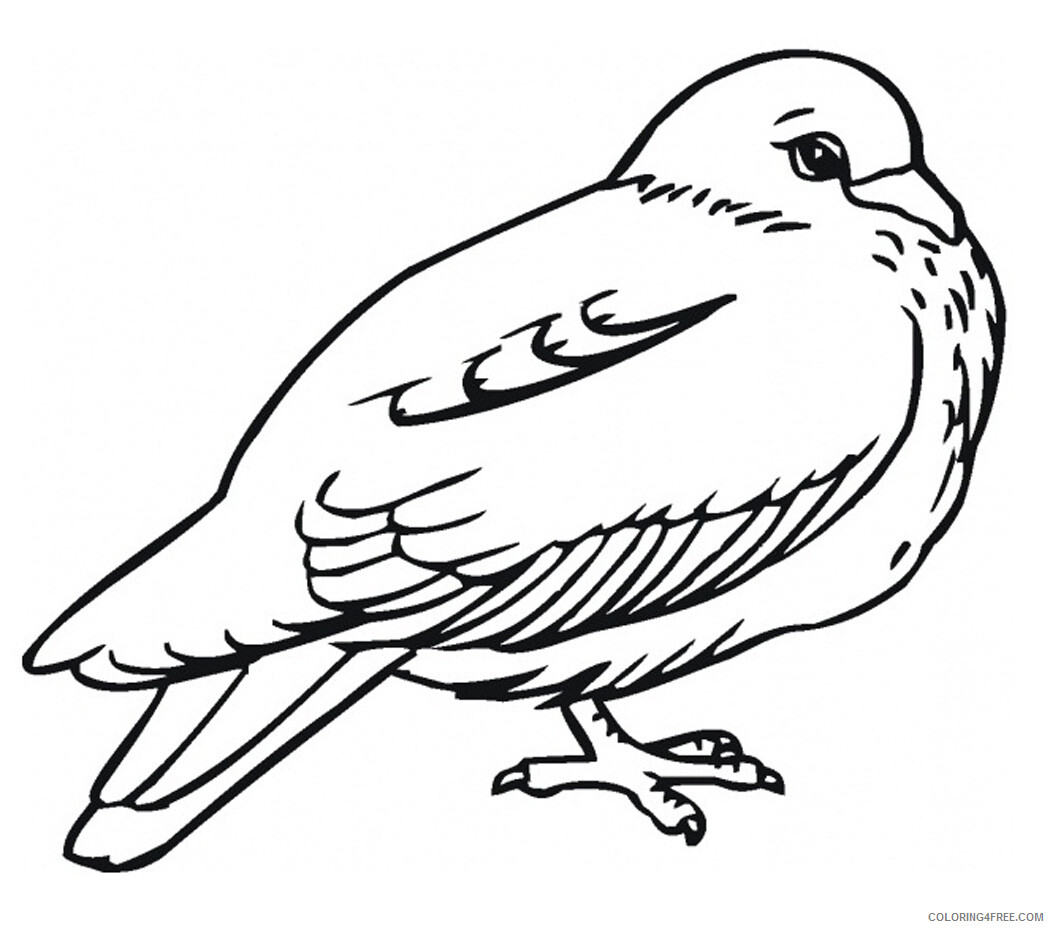 Pigeon Coloring Pages Animal Printable Sheets Pigeon Bird 2021 3930 Coloring4free