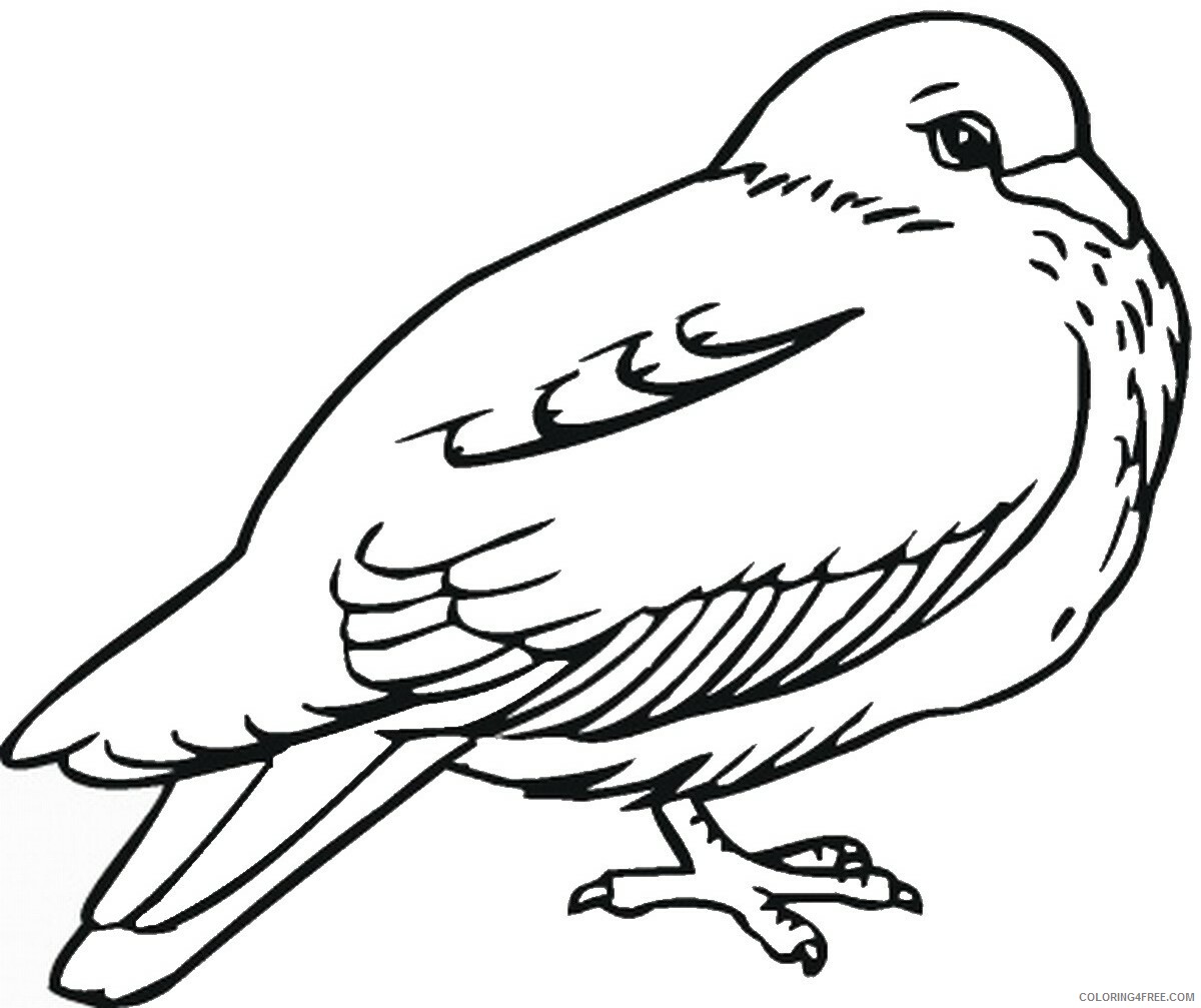 Pigeon Coloring Pages Animal Printable Sheets pigeon_cl_11 2021 3928 Coloring4free