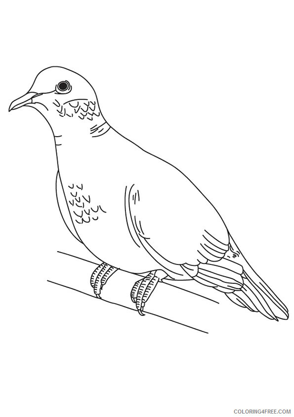 Pigeon Coloring Sheets Animal Coloring Pages Printable 2021 3326 Coloring4free