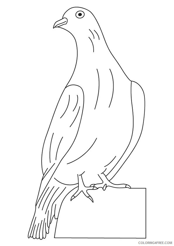 Pigeon Coloring Sheets Animal Coloring Pages Printable 2021 3330 Coloring4free