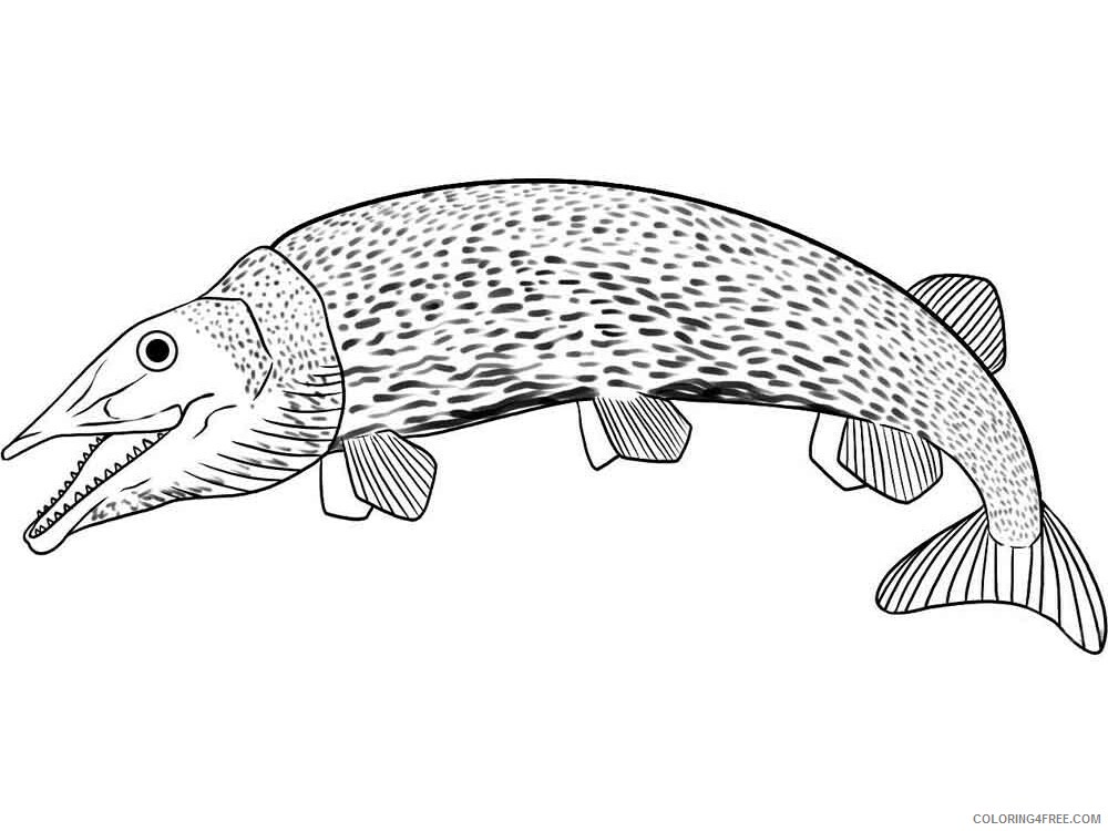 Pike Coloring Pages Animal Printable Sheets Pike 2 2021 3939 Coloring4free