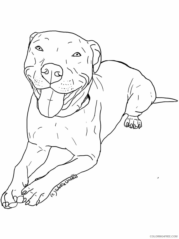 Pitbull Coloring Pages Animal Printable Sheets Pitbull 4 2021 3954 Coloring4free