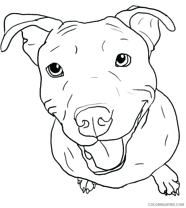 Pitbull Coloring Pages Animal Printable Sheets Pretty Pitbull 2021 3963 Coloring4free