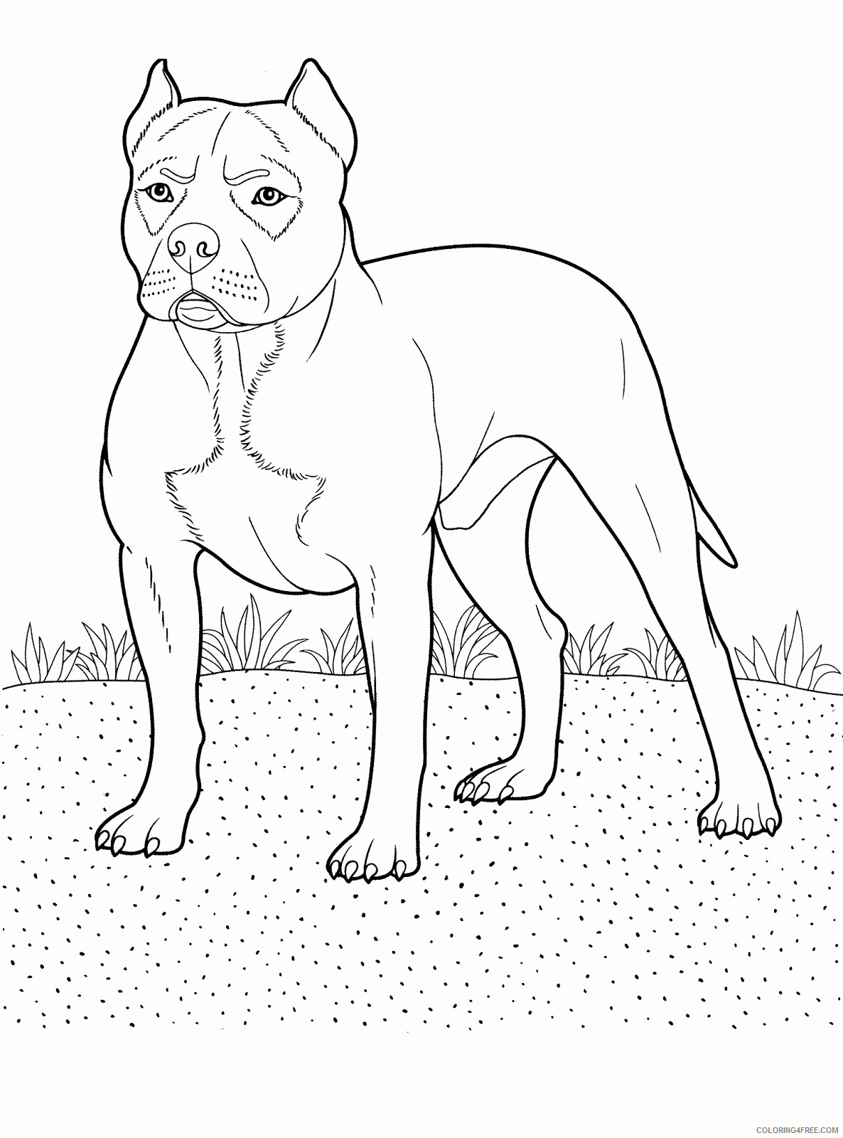 Pitbull Coloring Pages Animal Printable Sheets Printable Pitbull 2021 3964 Coloring4free