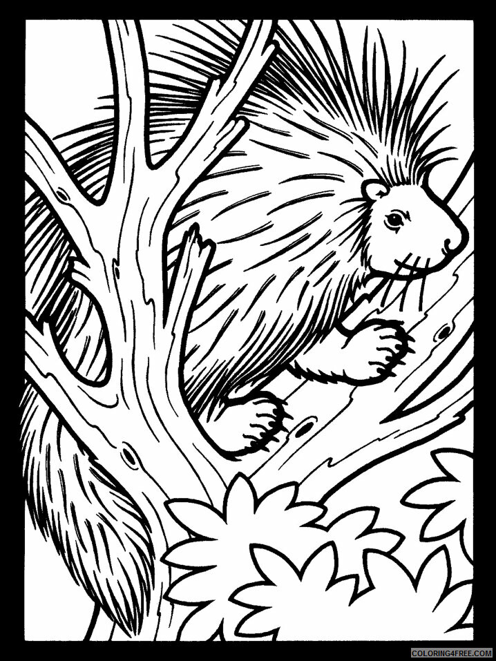 Porcupine Coloring Pages Animal Printable Sheets porcupine2 2021 4026 Coloring4free