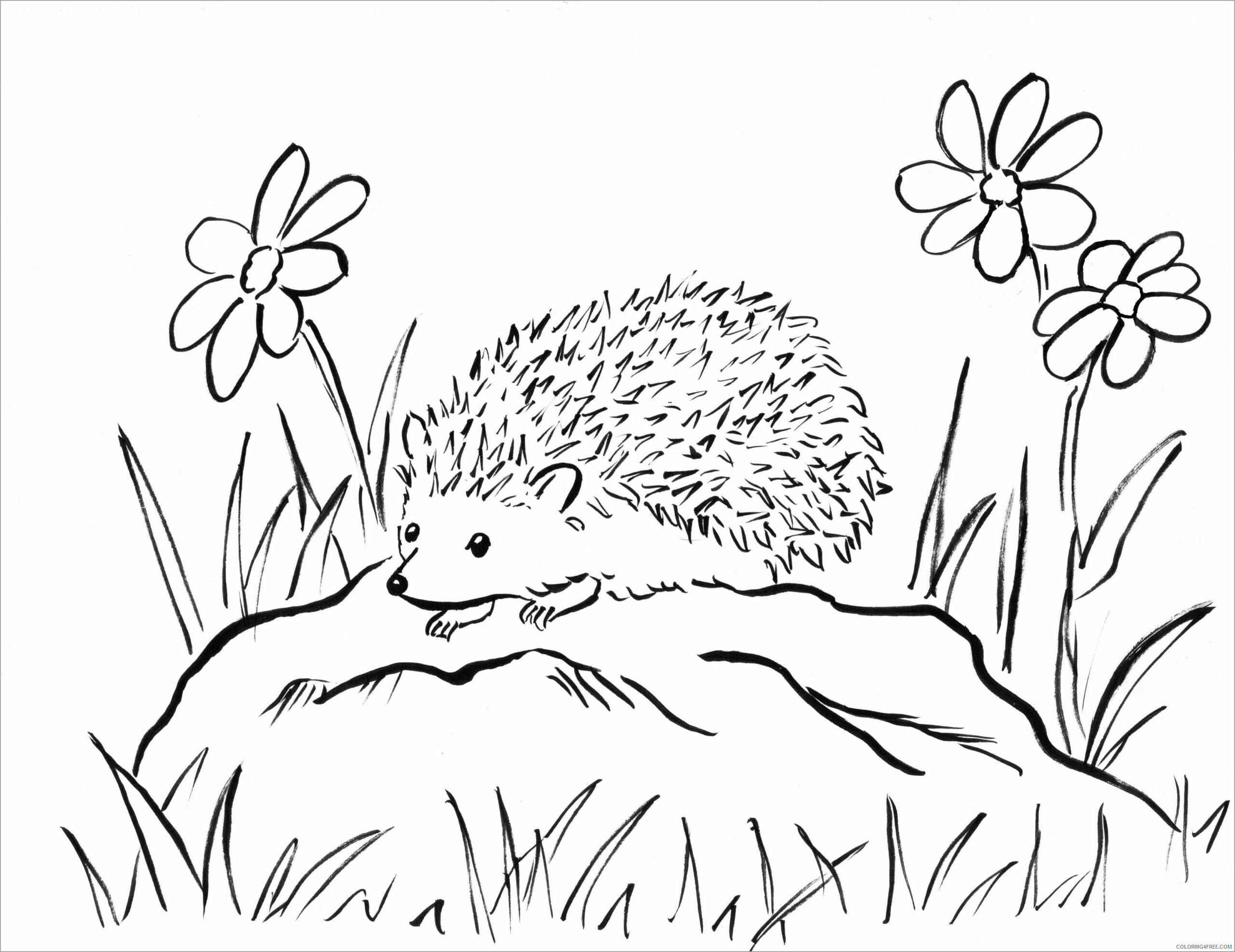 Porcupine Coloring Pages Animal Printable Sheets printable of a porcupine 2021 Coloring4free