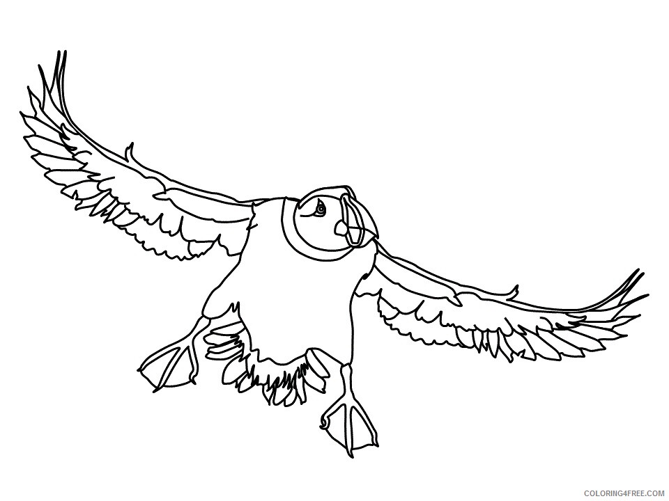 Puffins Coloring Pages Animal Printable Sheets flying puffin 2021 4038 Coloring4free
