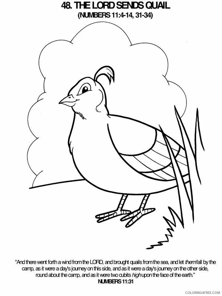 Quail Coloring Sheets Animal Coloring Pages Printable 2021 3571 Coloring4free