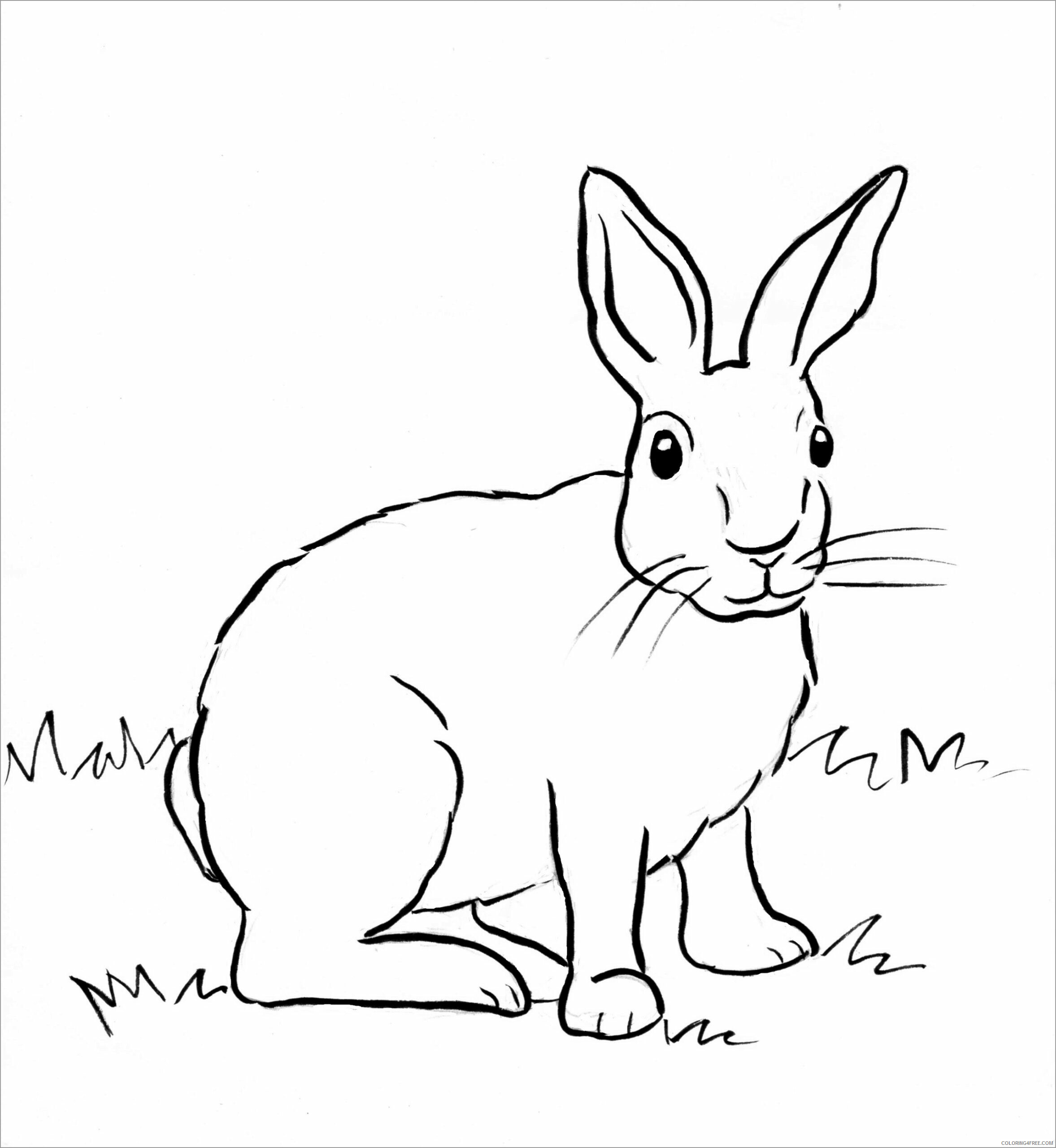 Rabbit Coloring Pages Animal Printable Sheets realistic rabbit to print 2021 4191 Coloring4free