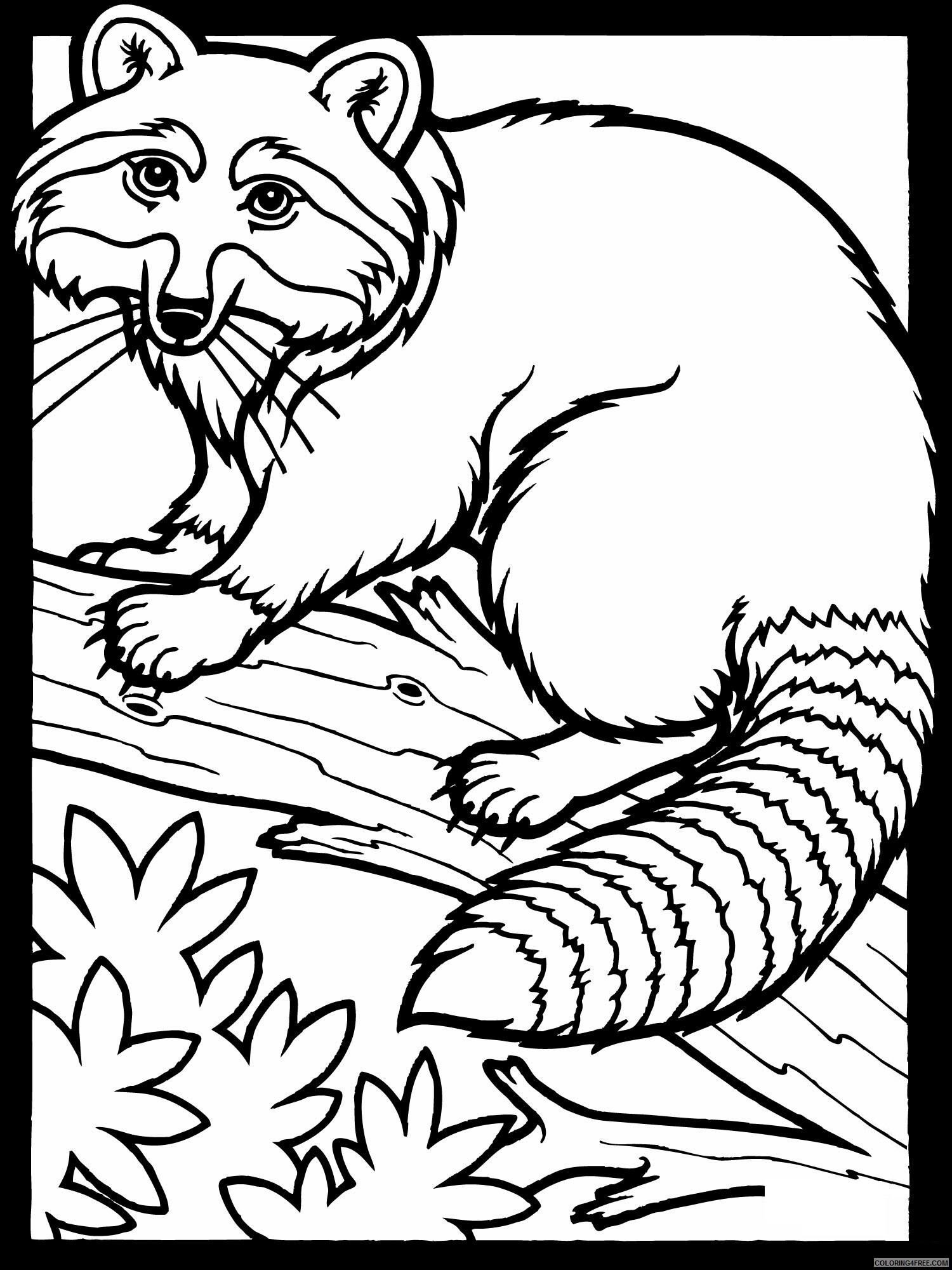 Raccoon Coloring Pages Animal Printable Sheets Raccoon Free 2021 4216 Coloring4free